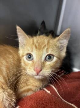 HAMLET* -  Domestic Short Hair Cat Available for Adoption in Santa Cruz, California - HAMLET* | PetCurious