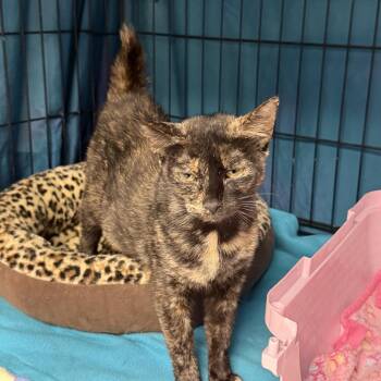 Cleo -  Domestic Short Hair Cat for Adoption in Austin, Texas - Cleo | PetCurious