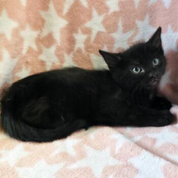 Cairon -  Domestic Short Hair Cat for Adoption in Mt. Juliet, Tennessee - Cairon | PetCurious