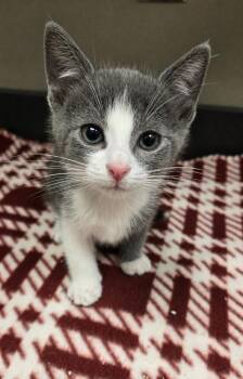 Domestic Short Hair Cats Available for Adoption in Sidney, Ohio - Shrimp | PetCurious