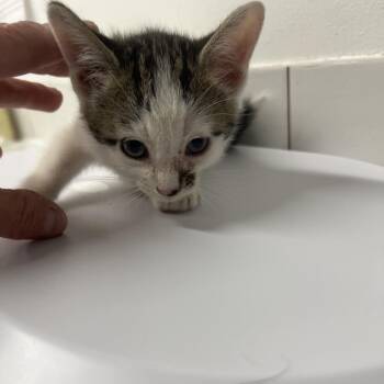 Domestic Short Hair Cats Available for Adoption in St. Louis, Missouri - Sticky Notes | PetCurious