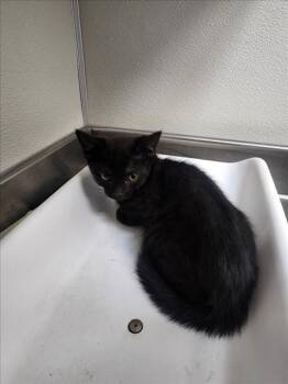 Rescue Domestic Short Hair Cats for Adoption in Tracy, California - GHOBI | PetCurious