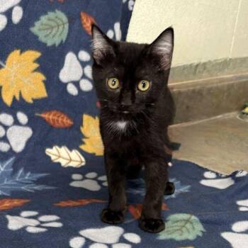 Juniper -  Domestic Short Hair Cat for Adoption in Valdosta, Georgia - Juniper | PetCurious