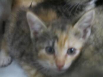 A383038 -  Domestic Short Hair Cat for Adoption in Ocala, Florida - A383038 | PetCurious