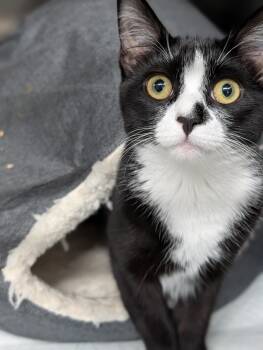 Ruth -  Domestic Short Hair Cat for Adoption in Plainfield, New Jersey - Ruth | PetCurious