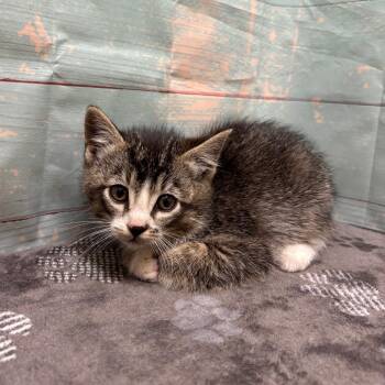 Domestic Medium Hair Cats Available for Adoption in Spokane, Washington - Tootles | PetCurious