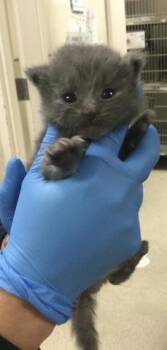 Domestic Short Hair Cats Available for Adoption in Riverside, California - SMOKEY | PetCurious