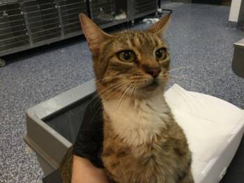 Domestic Short Hair Cats Available for Adoption in Thousand Palms, California - BOBA | PetCurious