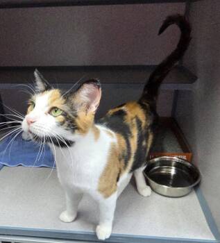 Pixie -  Domestic Short Hair Cat for Adoption in Knoxville, Iowa - Pixie | PetCurious