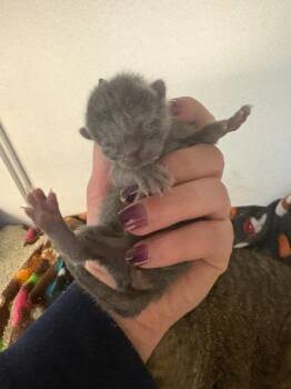Dior -  Domestic Short Hair Cat for Adoption in New Kensington, Pennsylvania - Dior | PetCurious