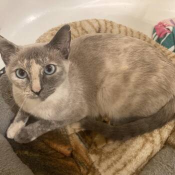 Domestic Short Hair Cats Available for Adoption - Silver | PetCurious