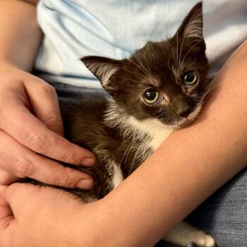 Domestic Short Hair Cats Available for Adoption in Tampa, Florida - Bellatrix | PetCurious