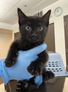 Pop -  Domestic Short Hair Cat for Adoption in Palm Coast, Florida - Pop | PetCurious