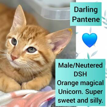 Pantene -  Domestic Short Hair Cat for Adoption in Beaverton, Oregon - Pantene | PetCurious
