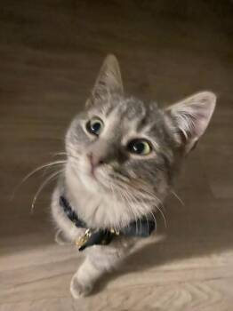 Domestic Short Hair Cats Available for Adoption - Bob | PetCurious