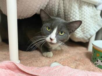 GRACE -  Domestic Short Hair Cat for Adoption in Fort Wayne, Indiana - GRACE | PetCurious