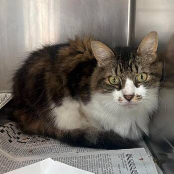 Domestic Medium Hair Cats Available for Adoption in Huntington, West Virginia - Flynn | PetCurious