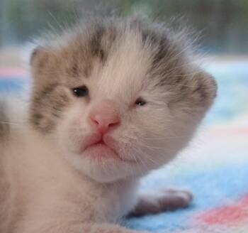 Domestic Short Hair Cats Available for Adoption in Bulverde, Texas - Roper | PetCurious