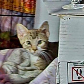 Aaron aka Genola -  Domestic Short Hair Cat for Adoption in Grantsville, Utah - Aaron Aka Genola | PetCurious