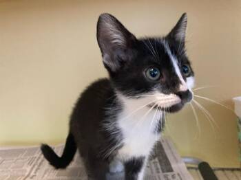 LUNA -  Domestic Short Hair Cat Available for Adoption in Tustin, California - LUNA | PetCurious