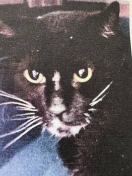 Domestic Short Hair Cats Available for Adoption in New Windsor, New York - Domino | PetCurious