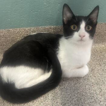 Askim -  Domestic Short Hair Cat for Adoption in Sarasota, Florida - Askim | PetCurious