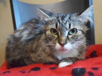 HALLEY BERRY -  Domestic Medium Hair Cat for Adoption in Sacramento, California - HALLEY BERRY | PetCurious