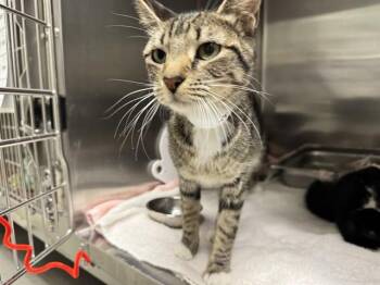 Domestic Short Hair Cats Available for Adoption in Colorado Springs, Colorado - LAVISH | PetCurious