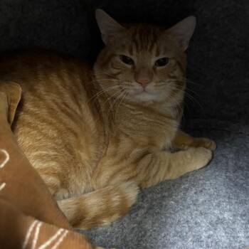 Domestic Short Hair Cats Available for Adoption - Macaroni | PetCurious