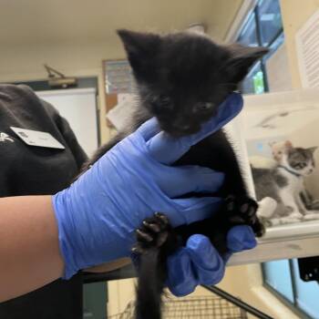 Domestic Short Hair Cats Available for Adoption in Pasadena, California - Sunny | PetCurious