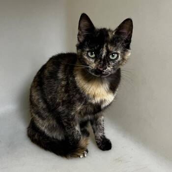 Domestic Short Hair Cats Available for Adoption in Birmingham, Alabama - Frenchie | PetCurious