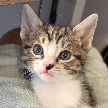 Domestic Short Hair Cats Available for Adoption in Santa Ana, California - Blot | PetCurious