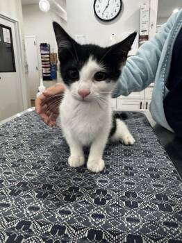 Domestic Short Hair Cats Available for Adoption in Brewster, New York - Brandon (90210 Litter) | PetCurious
