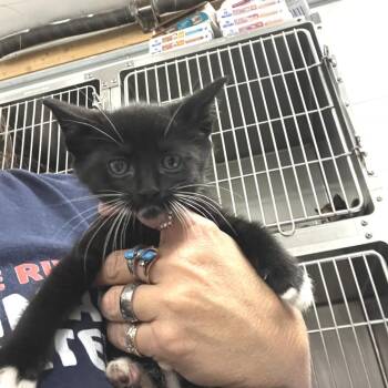 Eclipse -  Domestic Short Hair Cat for Adoption in Idaho Falls, Idaho - Eclipse | PetCurious