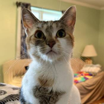 Domestic Short Hair Cats Available for Adoption in Sedalia, Missouri - Skye | PetCurious
