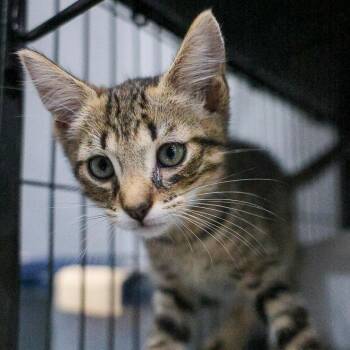 Kool Aid -  Domestic Short Hair Cat for Adoption in Bradenton, Florida - Kool Aid | PetCurious