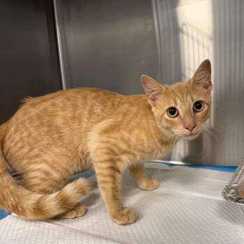 Faran -  Domestic Short Hair Cat for Adoption in Greensboro, North Carolina - Faran | PetCurious