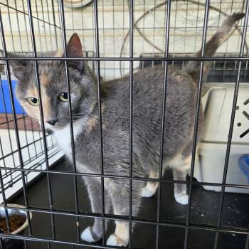 Kumeko -  Domestic Short Hair Cat for Adoption in Wadena, Minnesota - Kumeko | PetCurious