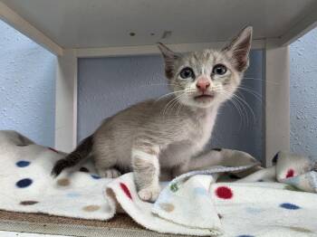Spunky -  Domestic Short Hair Cat for Adoption in Bossier City, Louisiana - Spunky | PetCurious