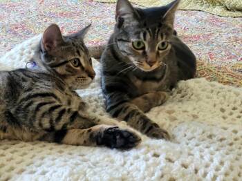 Spunky & Hurricane - NC -  Domestic Short Hair and Tabby Cat for Adoption in Liberty, North Carolina - Spunky & Hurricane - NC | PetCurious