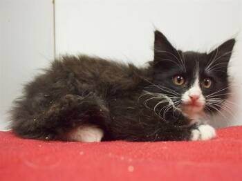 JEZEBEL -  Domestic Long Hair Cat Available for Adoption in Sacramento, California - JEZEBEL | PetCurious