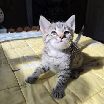 Chihiro -  Domestic Short Hair Cat for Adoption in Rossville, Georgia - Chihiro | PetCurious