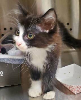 Roots -  Domestic Long Hair and Domestic Short Hair Cat for Adoption in Kansas City, Missouri - Roots | PetCurious