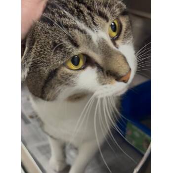 Rescue Domestic Short Hair and Tiger Cats for Adoption in North Kingstown, Rhode Island - Olivia | PetCurious