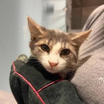 Tia -  Domestic Short Hair Cat for Adoption in Chattanooga, Tennessee - Tia | PetCurious