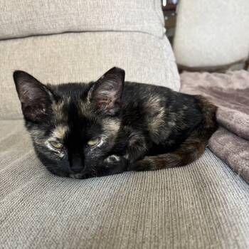 Rescue Domestic Short Hair Cats for Adoption in Fairfax Station, Virginia - Snickers | PetCurious