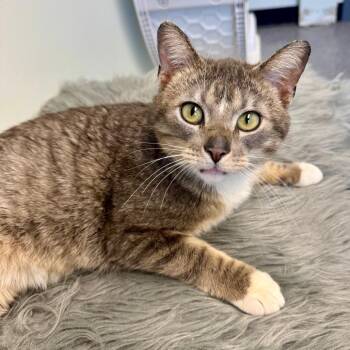 Domestic Short Hair Cats Available for Adoption in Zimmerman, Minnesota - Ranger Cordell Walker | PetCurious