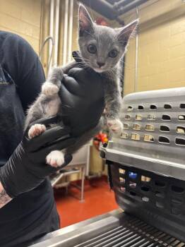 Lemon -  Domestic Short Hair Cat Available for Adoption in Douglasville, Georgia - Lemon | PetCurious
