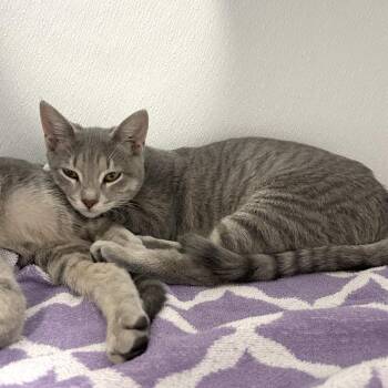 Koala -  Domestic Short Hair Cat for Adoption in Binghamton, New York - Koala | PetCurious