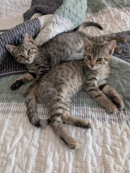 Rescue Domestic Short Hair Cats for Adoption in Boca Raton, Florida - Mauve & Goldie - BONDED | PetCurious